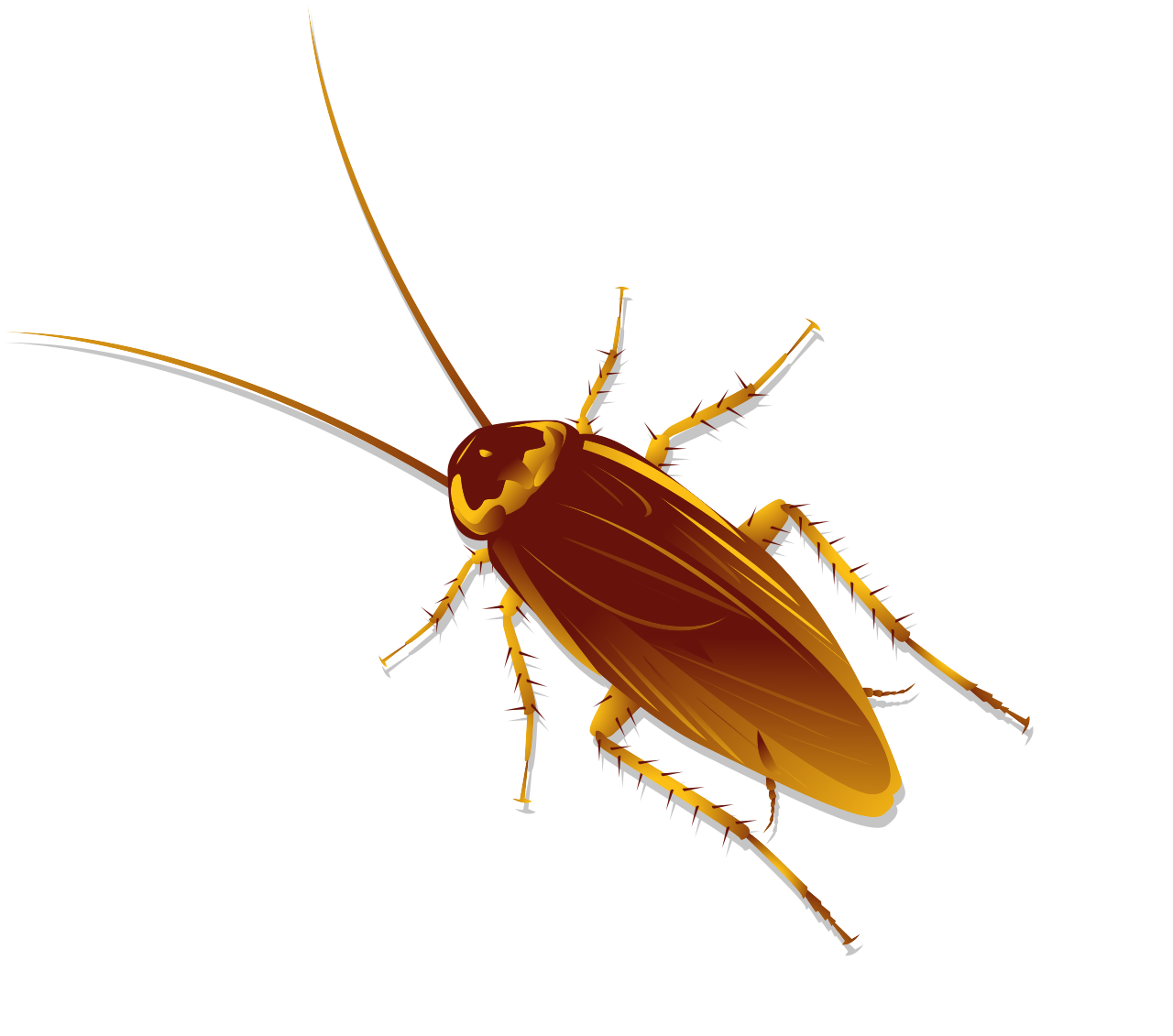 Boston Cockroach Control | Rove Pest Control