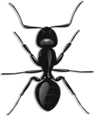 Icon image of an ant