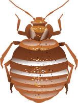 Icon image of a bed bug