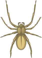 Icon image of a spider