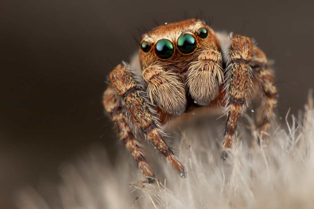Portrait of a brown jumping spider