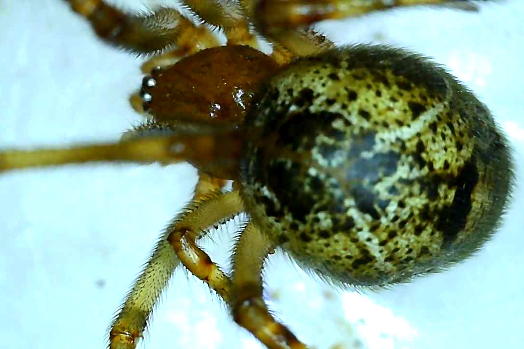 Are jumping spiders dangerous? - Rove Pest COntrol